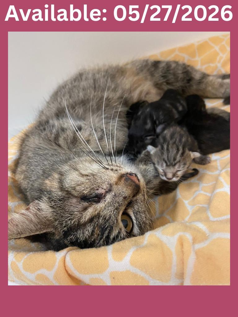 Enlarge Cat Condo #15, a Adoptable mixed breed in Greenville, TX image 1/1