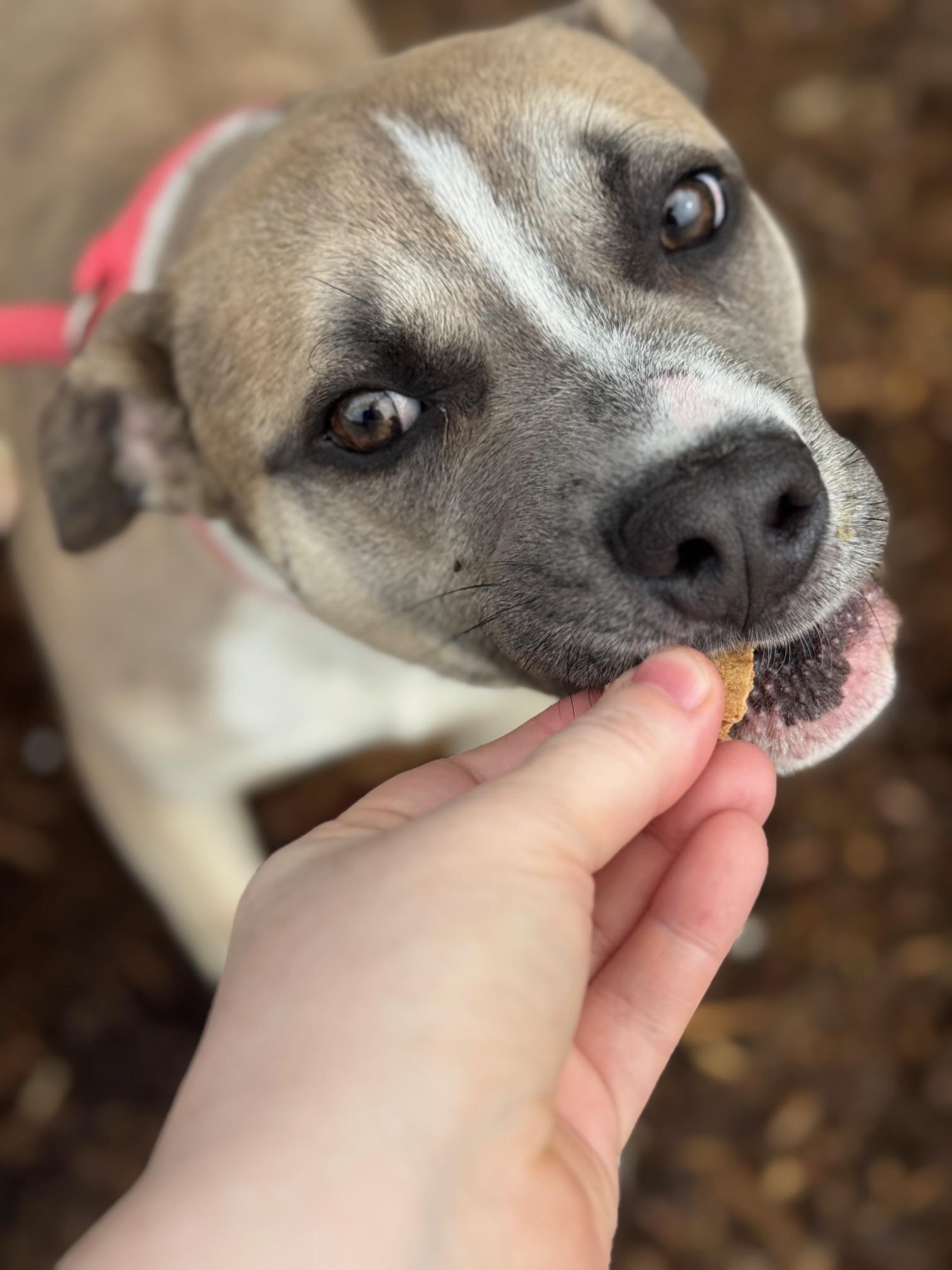 Enlarge Oliver, a ADOPTABLE mixed breed in Benton Harbor, MI image 6/6