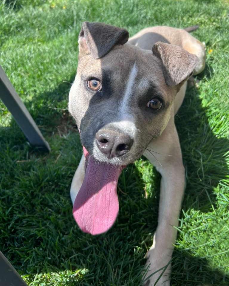 Enlarge Oliver, a ADOPTABLE mixed breed in Benton Harbor, MI image 5/6