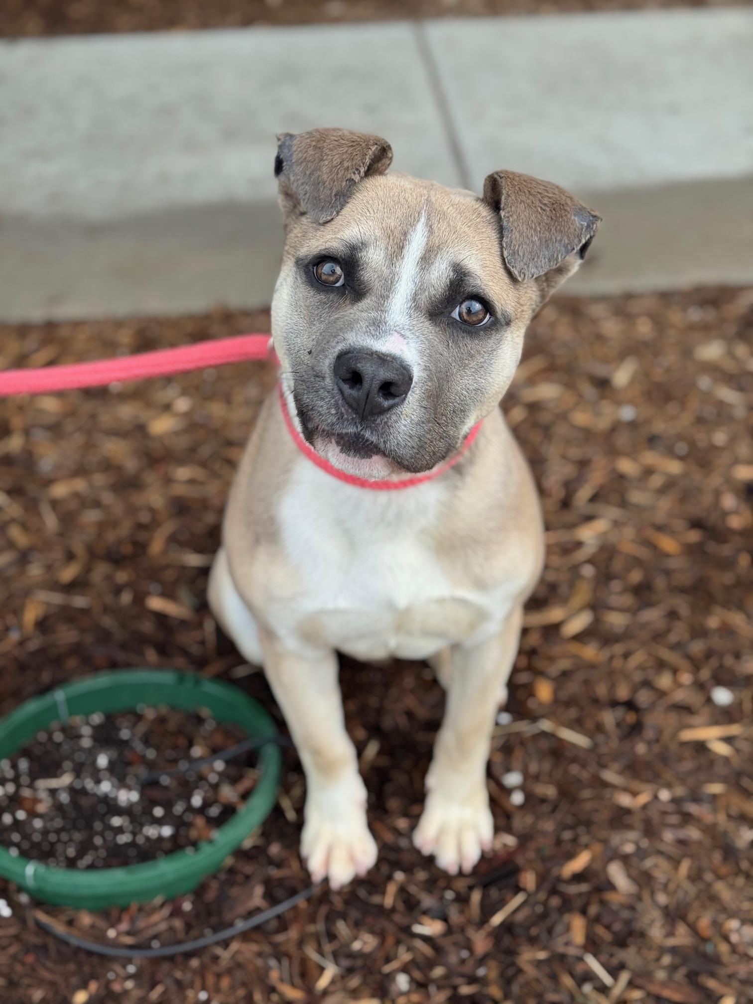 Enlarge Oliver, a ADOPTABLE mixed breed in Benton Harbor, MI image 1/6