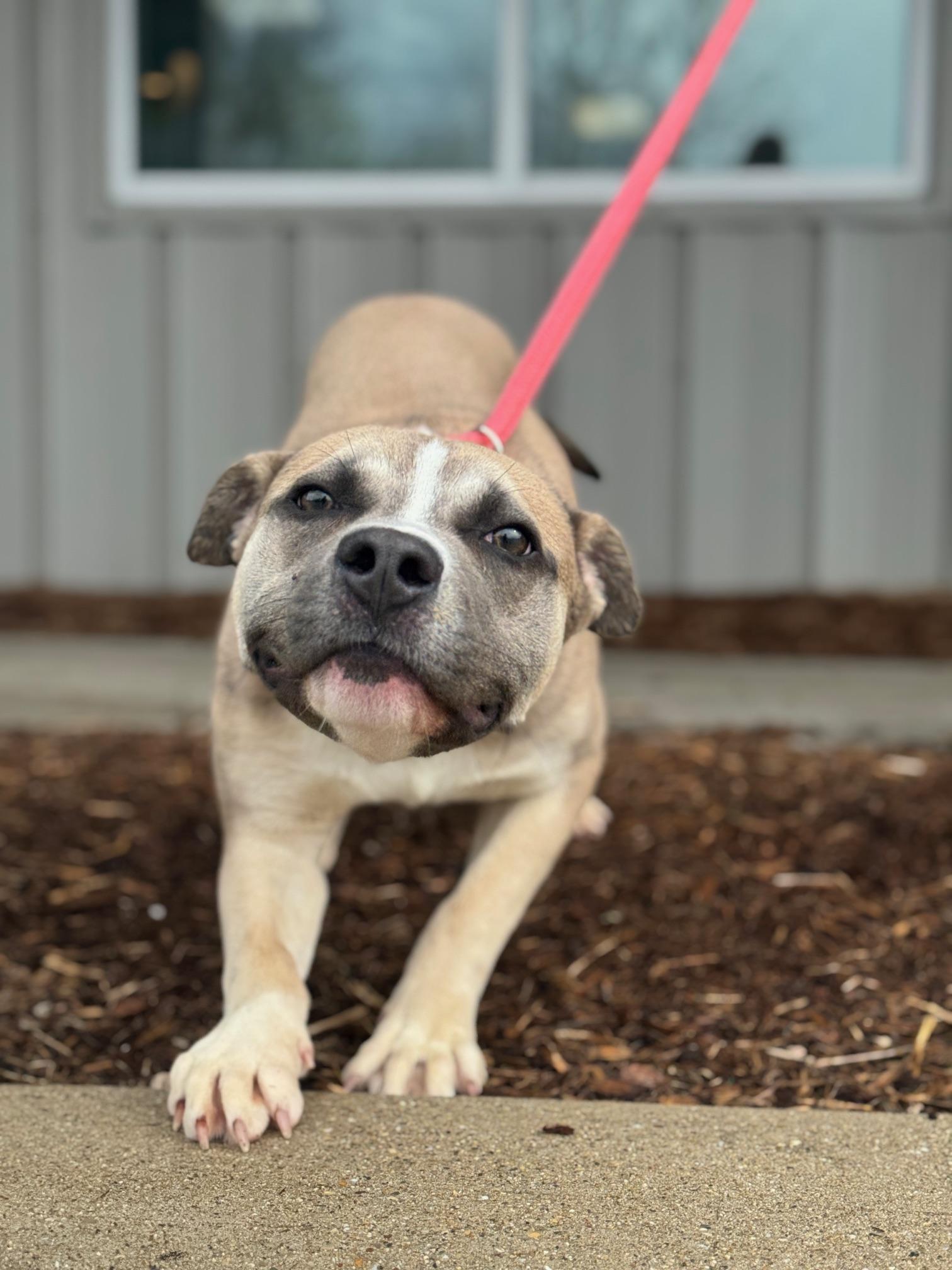 Enlarge Oliver, a ADOPTABLE mixed breed in Benton Harbor, MI image 3/6