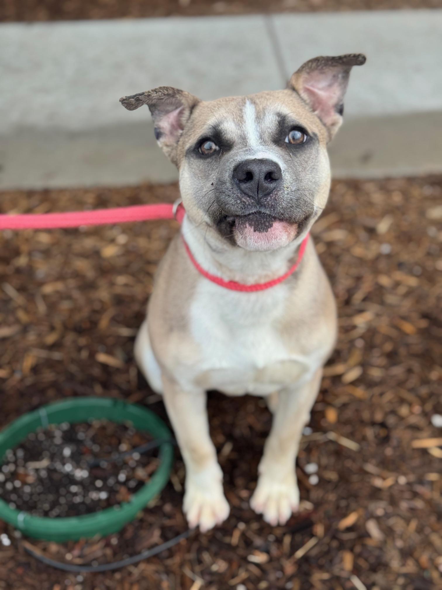 Enlarge Oliver, a ADOPTABLE mixed breed in Benton Harbor, MI image 2/6