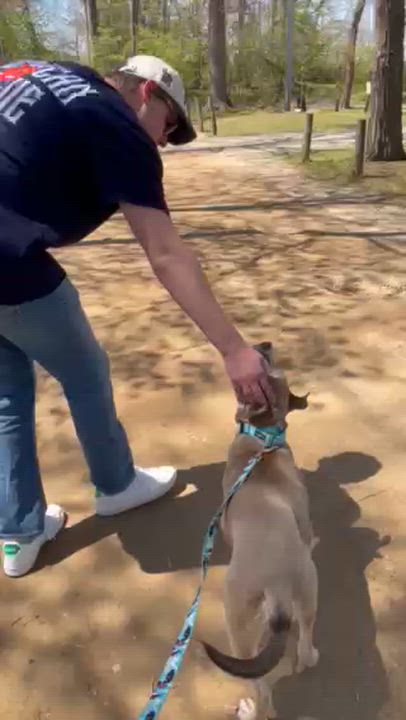 Enlarge Oliver, a ADOPTABLE mixed breed in Benton Harbor, MI video 4/6