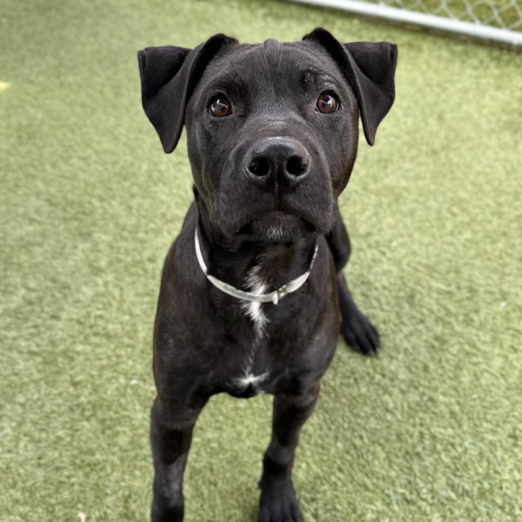 Anubis — thumbnail 2