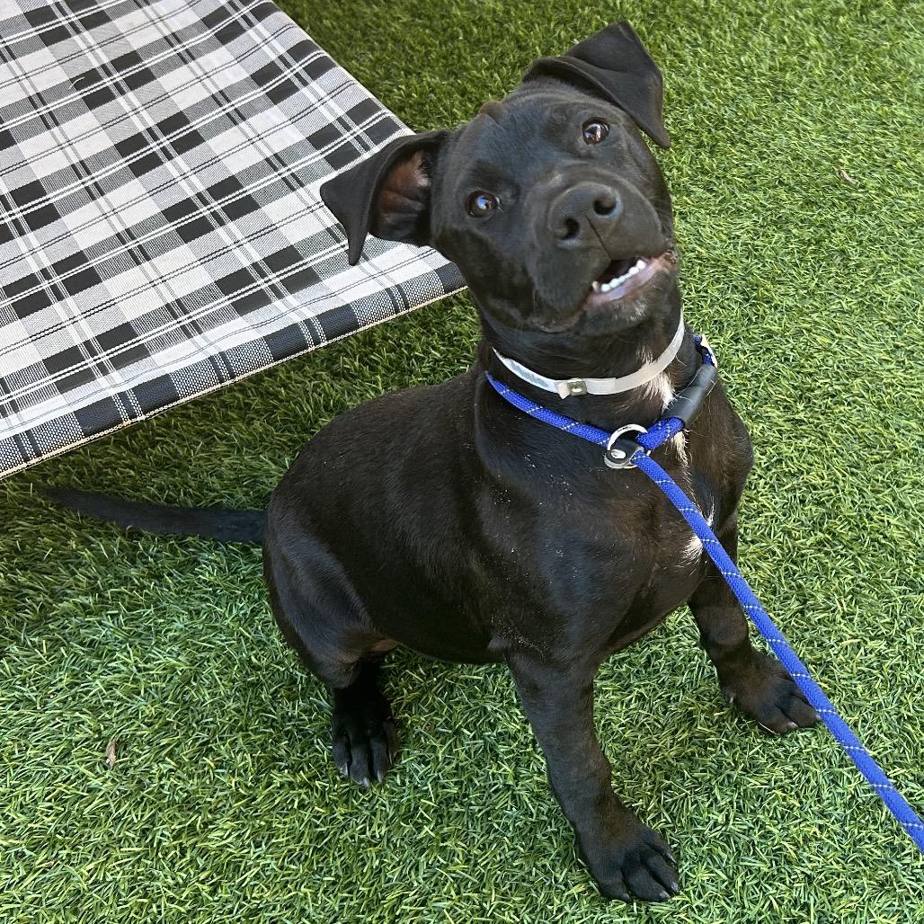 Anubis — thumbnail 3