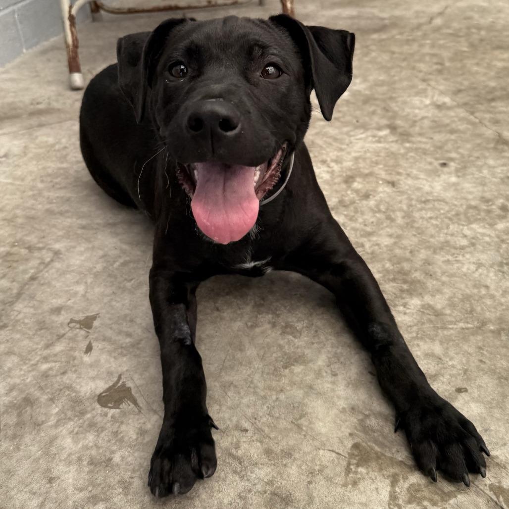 Anubis — thumbnail 4