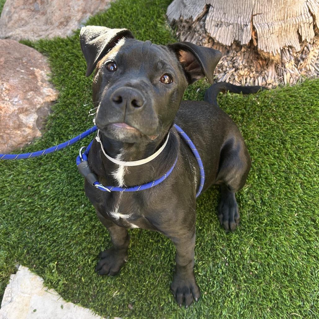 Anubis — thumbnail 5