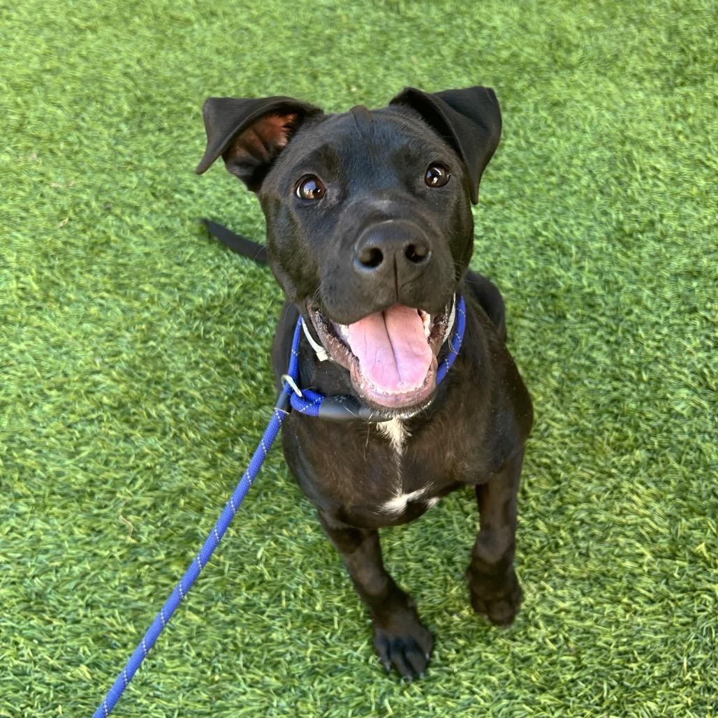 Anubis — thumbnail 6