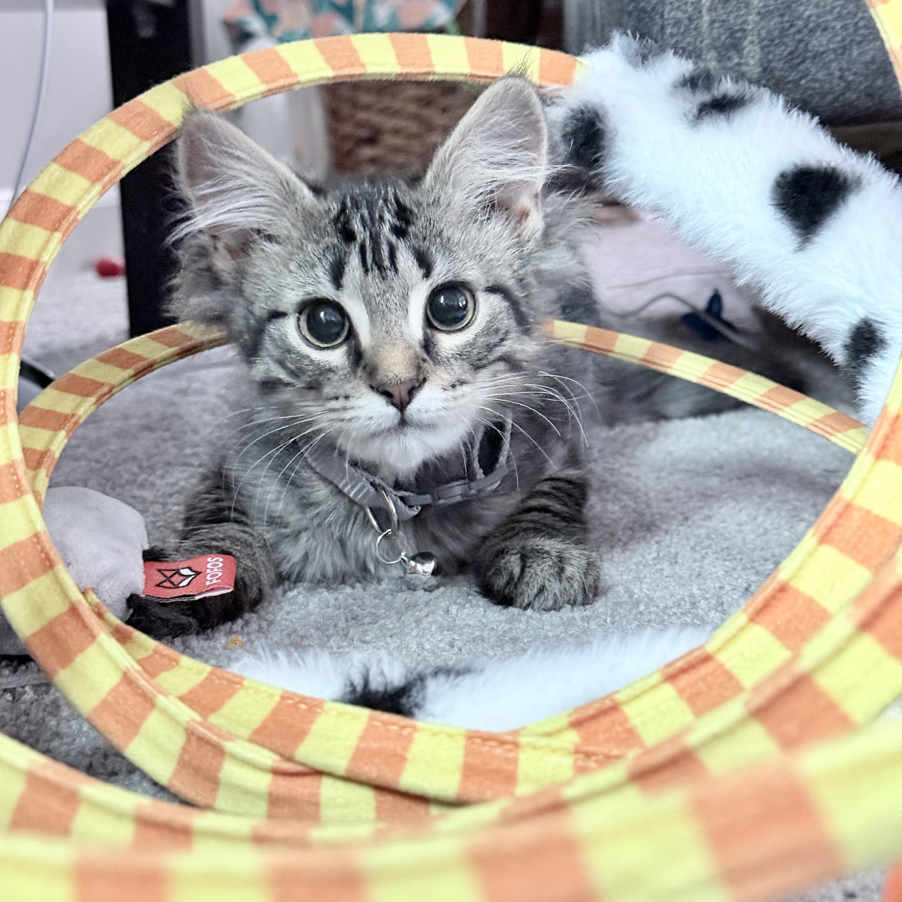 Enlarge Bunny Hop, a Adopted Domestic Medium Hair in Richmond, VA image 1/1