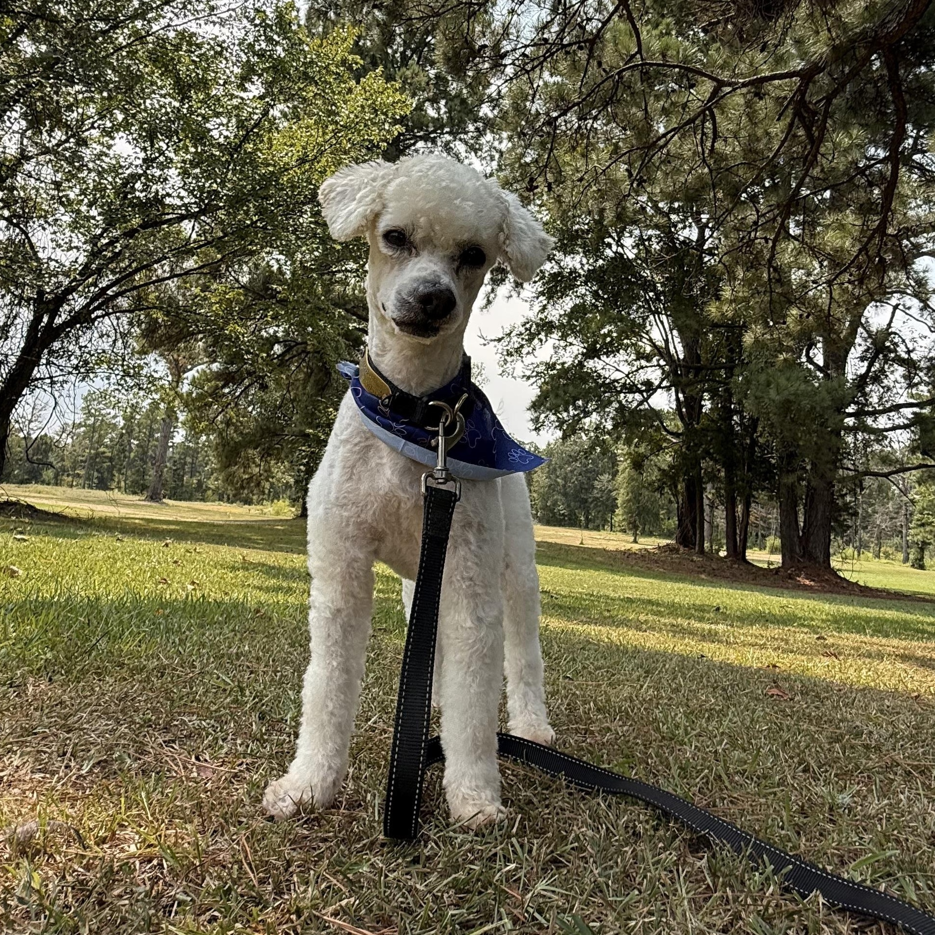 Enlarge Keno, a ADOPTABLE Miniature Poodle in Texarkana, TX image 2/5