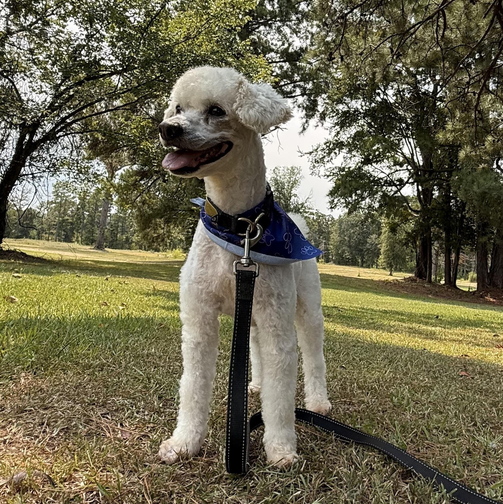 Enlarge Keno, a ADOPTABLE Miniature Poodle in Texarkana, TX image 3/5