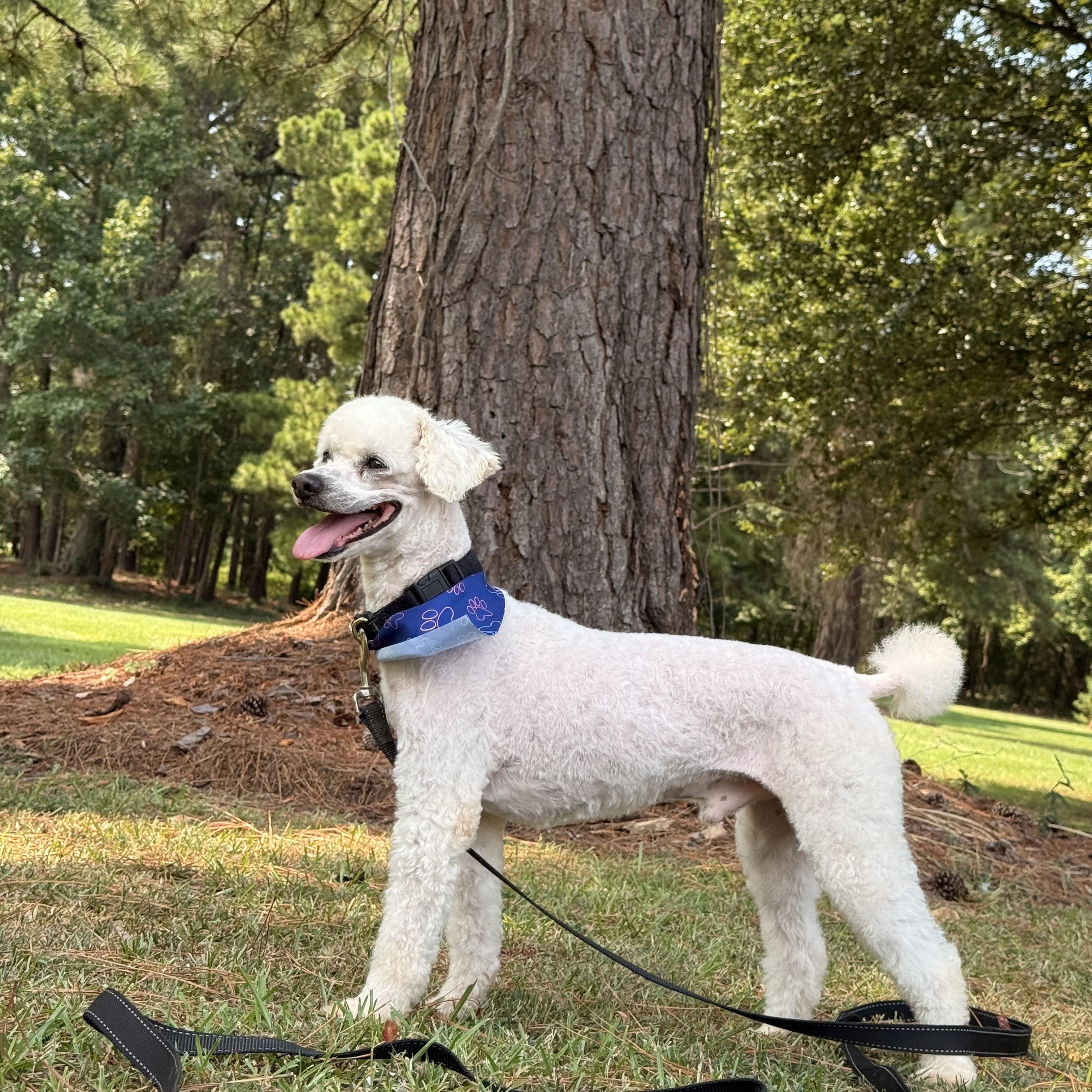Enlarge Keno, a ADOPTABLE Miniature Poodle in Texarkana, TX image 5/5