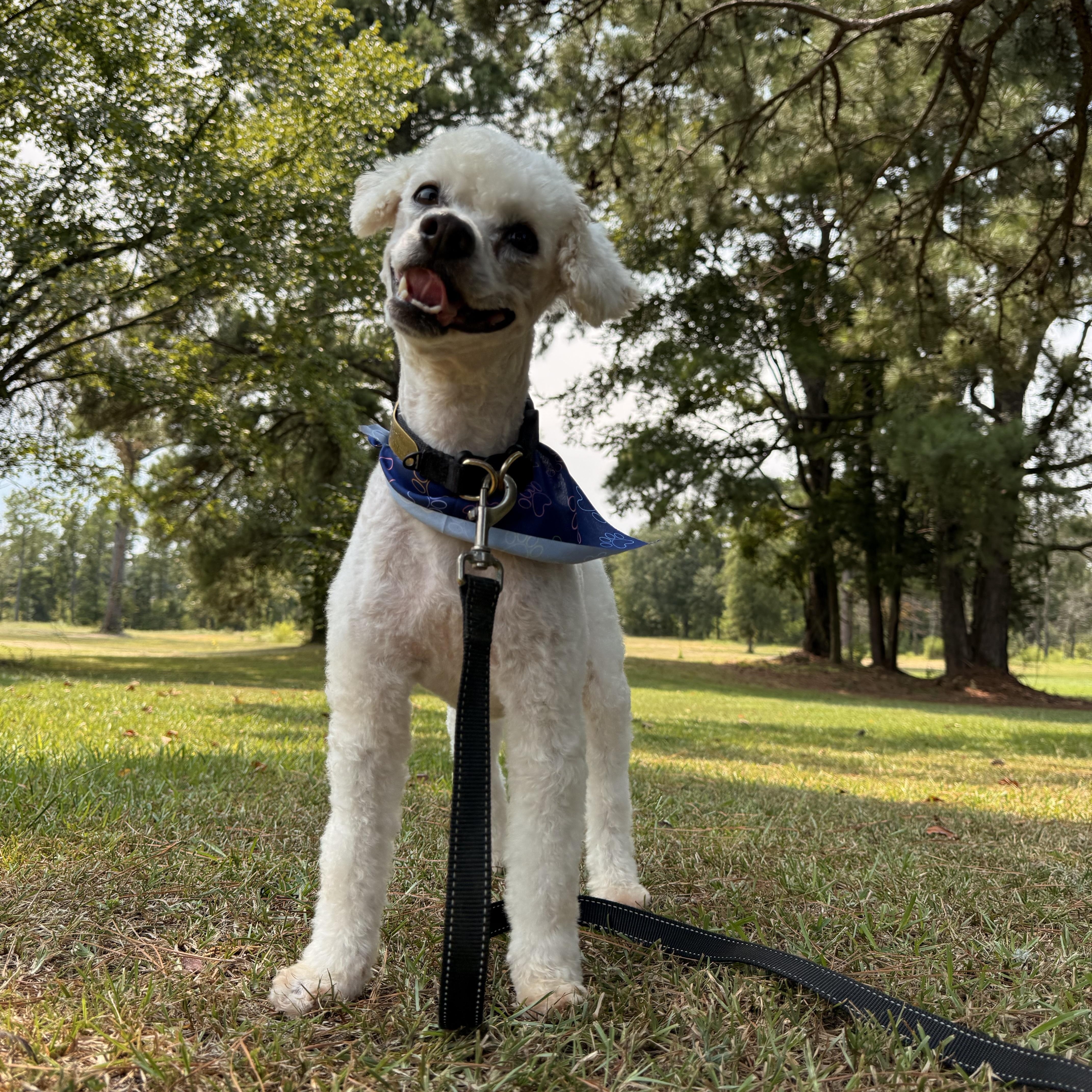 Keno, ADOPTABLE, Adult Male Miniature Poodle.