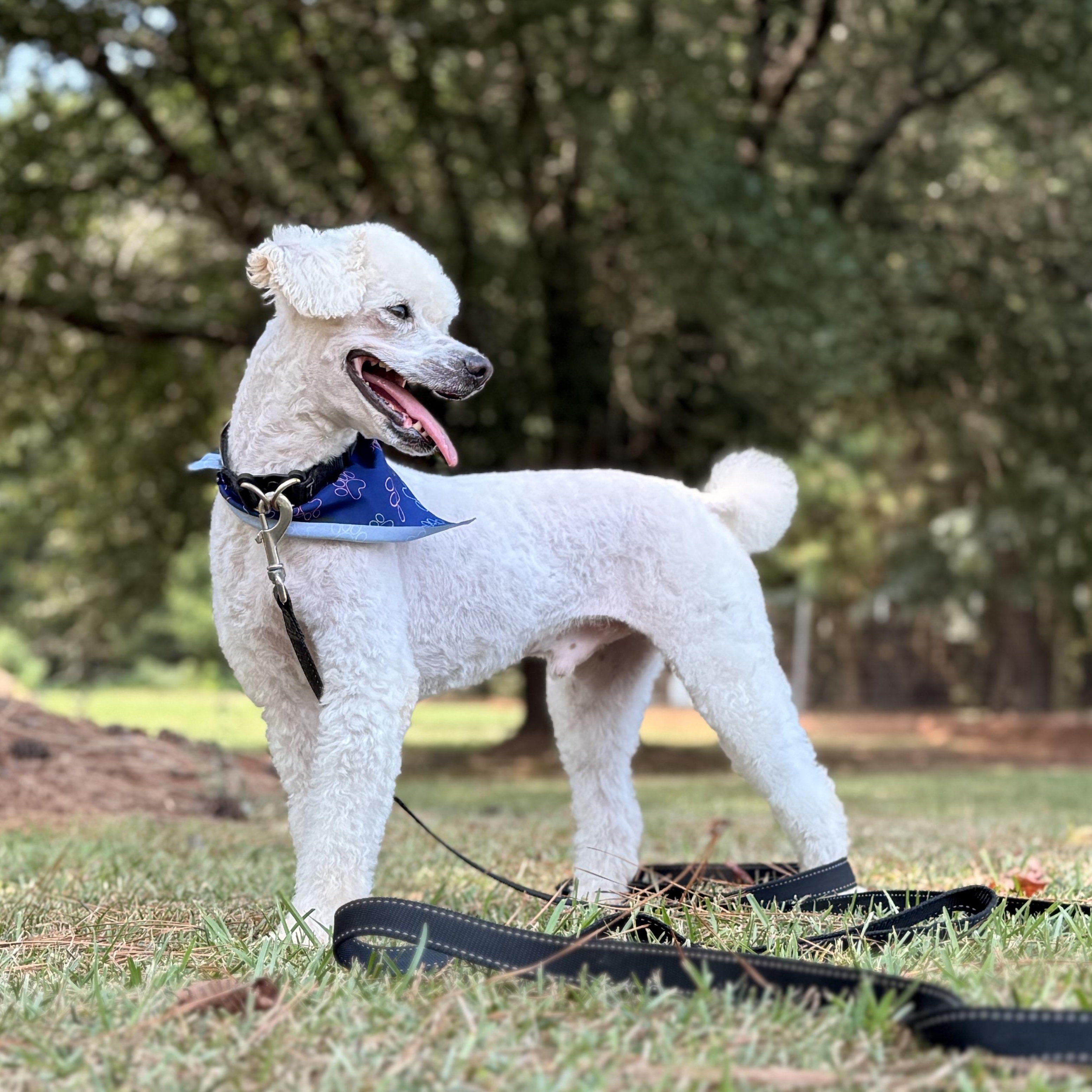 Enlarge Keno, a ADOPTABLE Miniature Poodle in Texarkana, TX image 4/5