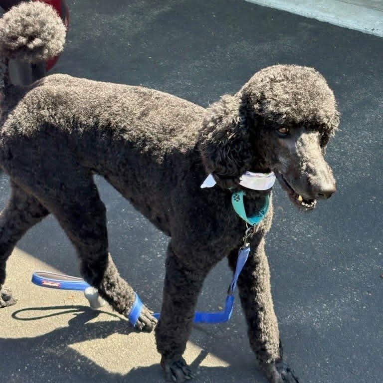 Ty, a ADOPTABLE Standard Poodle in Stamford, CT image 5/6