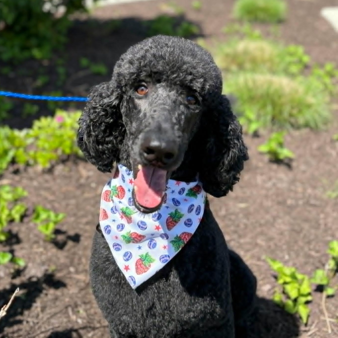 Ty, ADOPTABLE, Adult Male Standard Poodle.
