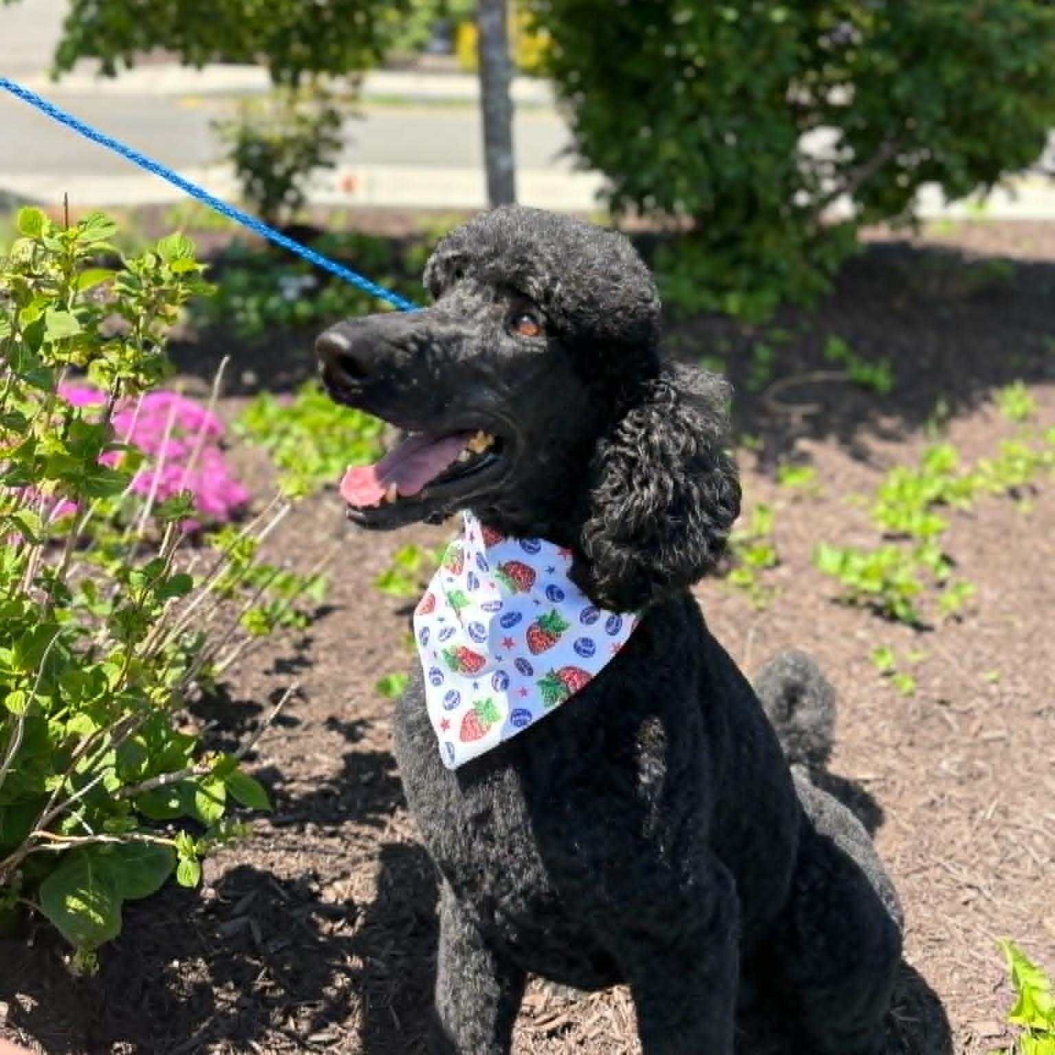 Ty, a ADOPTABLE Standard Poodle in Stamford, CT image 4/6