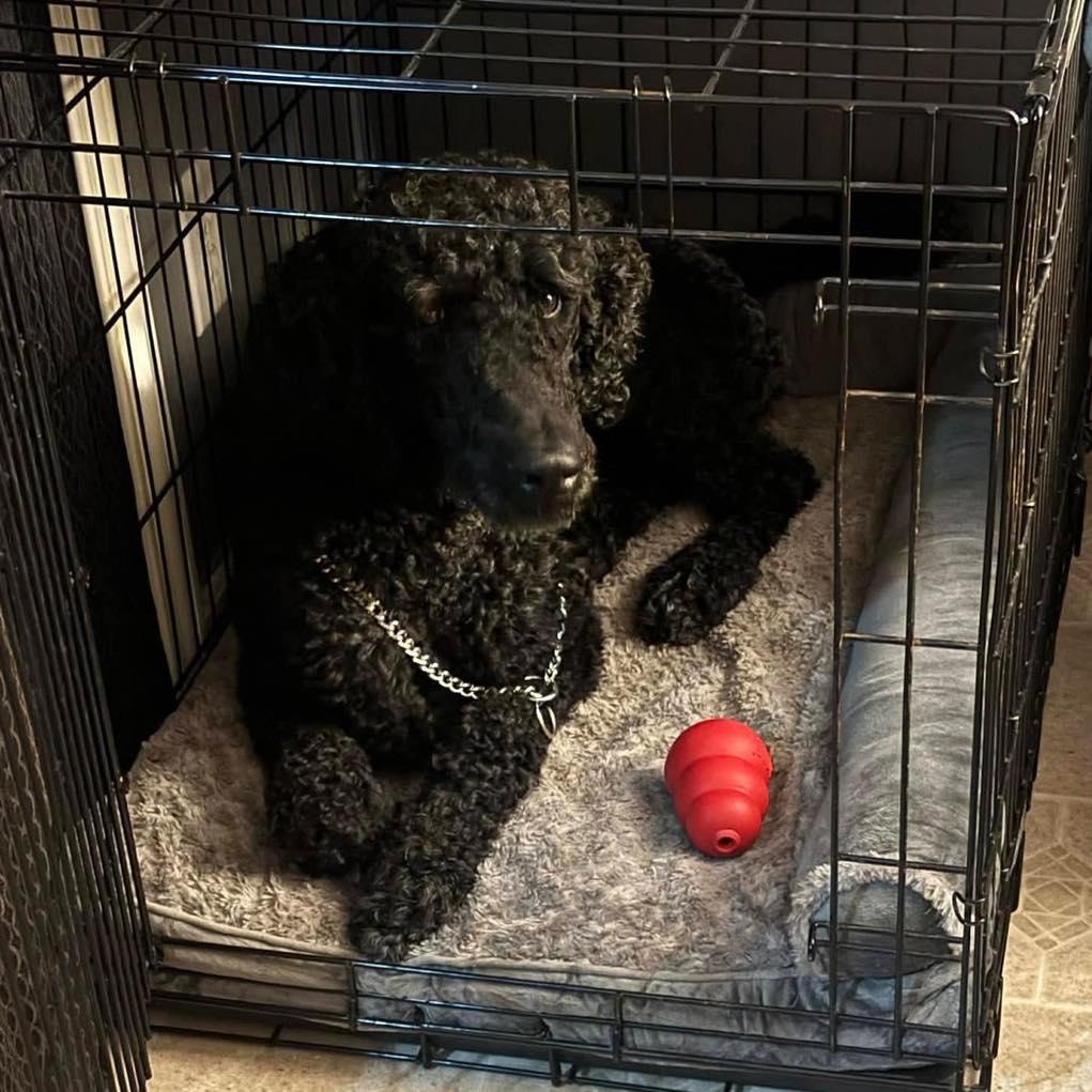 Ty, a ADOPTABLE Standard Poodle in Stamford, CT image 3/6