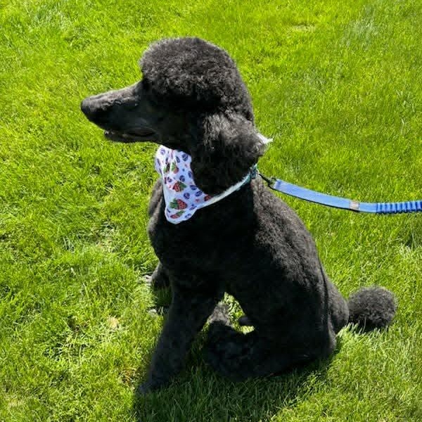 Ty, a ADOPTABLE Standard Poodle in Stamford, CT image 6/6