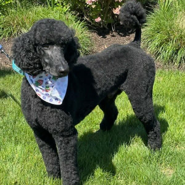 Ty, a ADOPTABLE Standard Poodle in Stamford, CT image 2/6