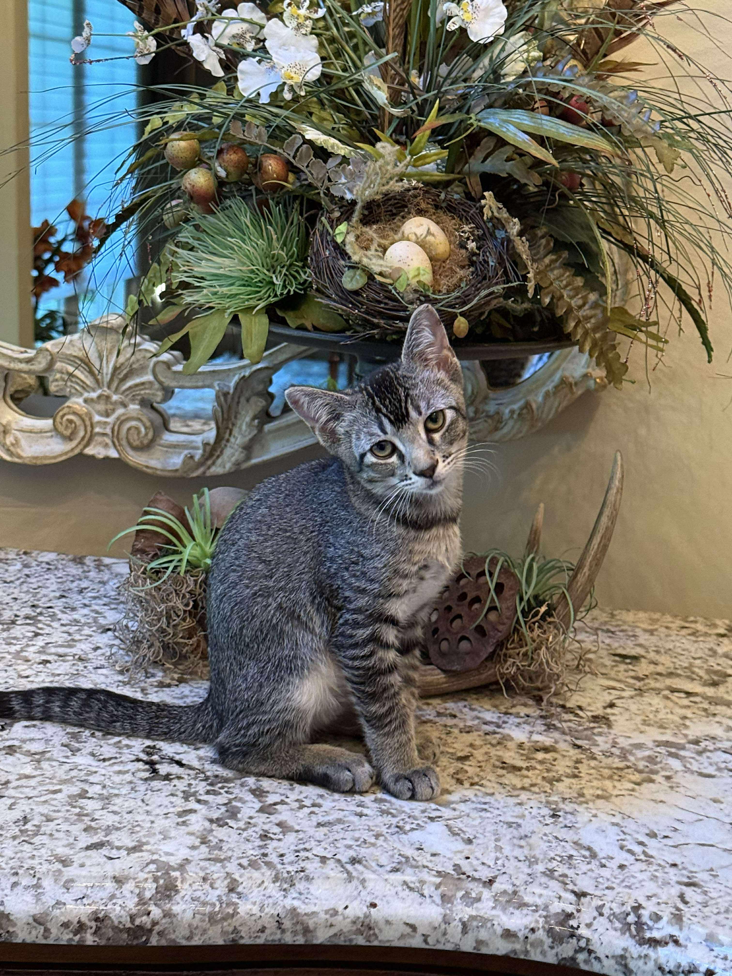 Enlarge Levi, an adoptable American Shorthair in Weatherford, TX image 1/1