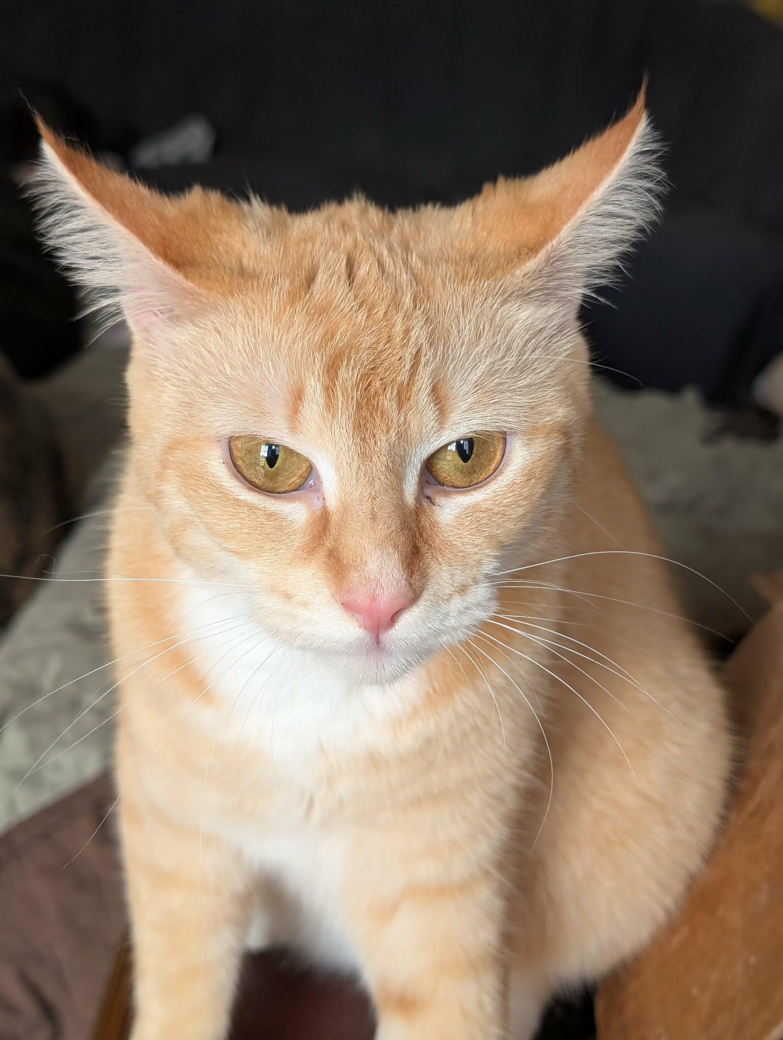 Enlarge Maddie, a Adoptable Domestic Short Hair in Trinity, NC image 2/4
