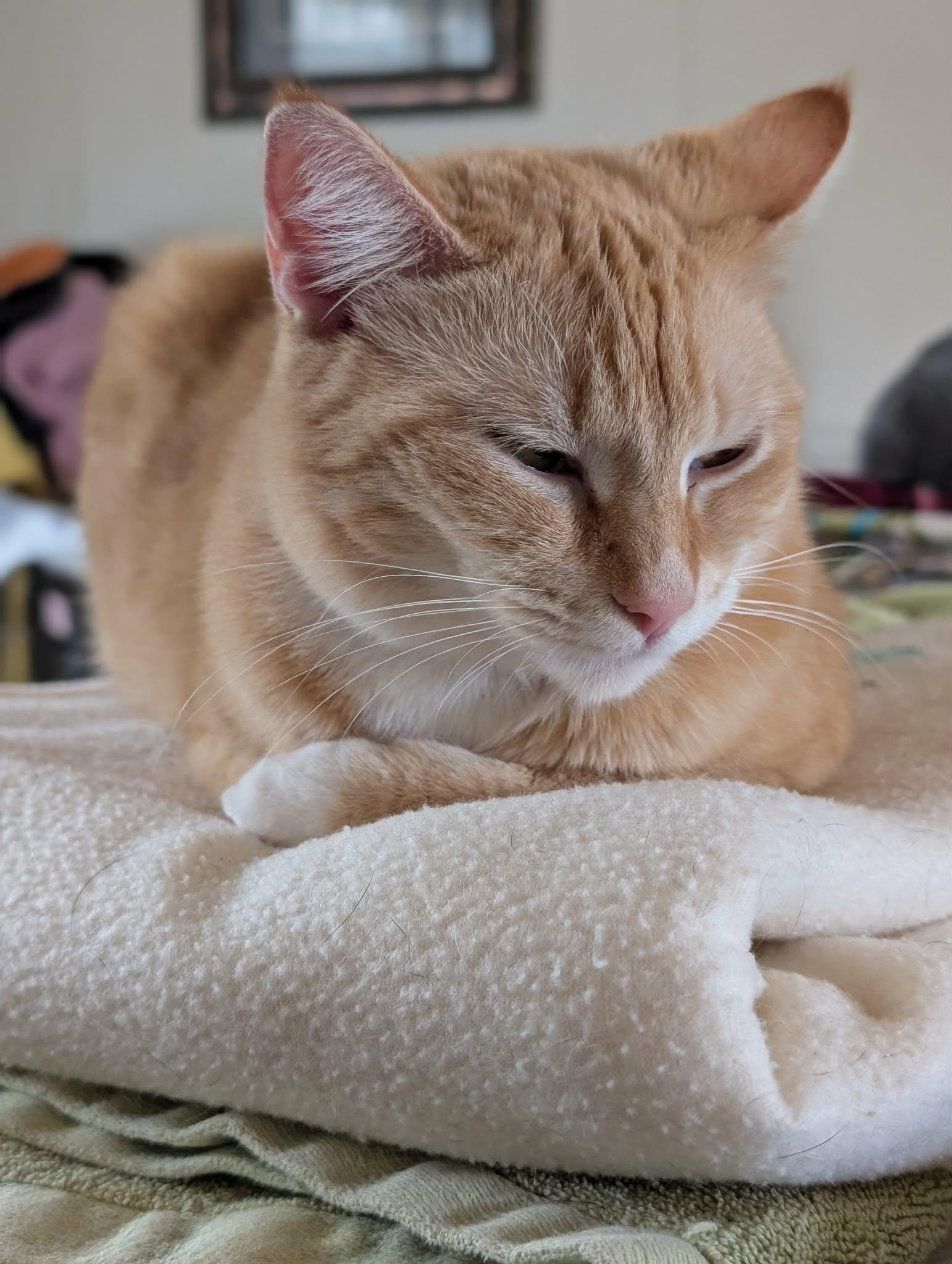 Maddie, ADOPTABLE, Young Female Domestic Short Hair.