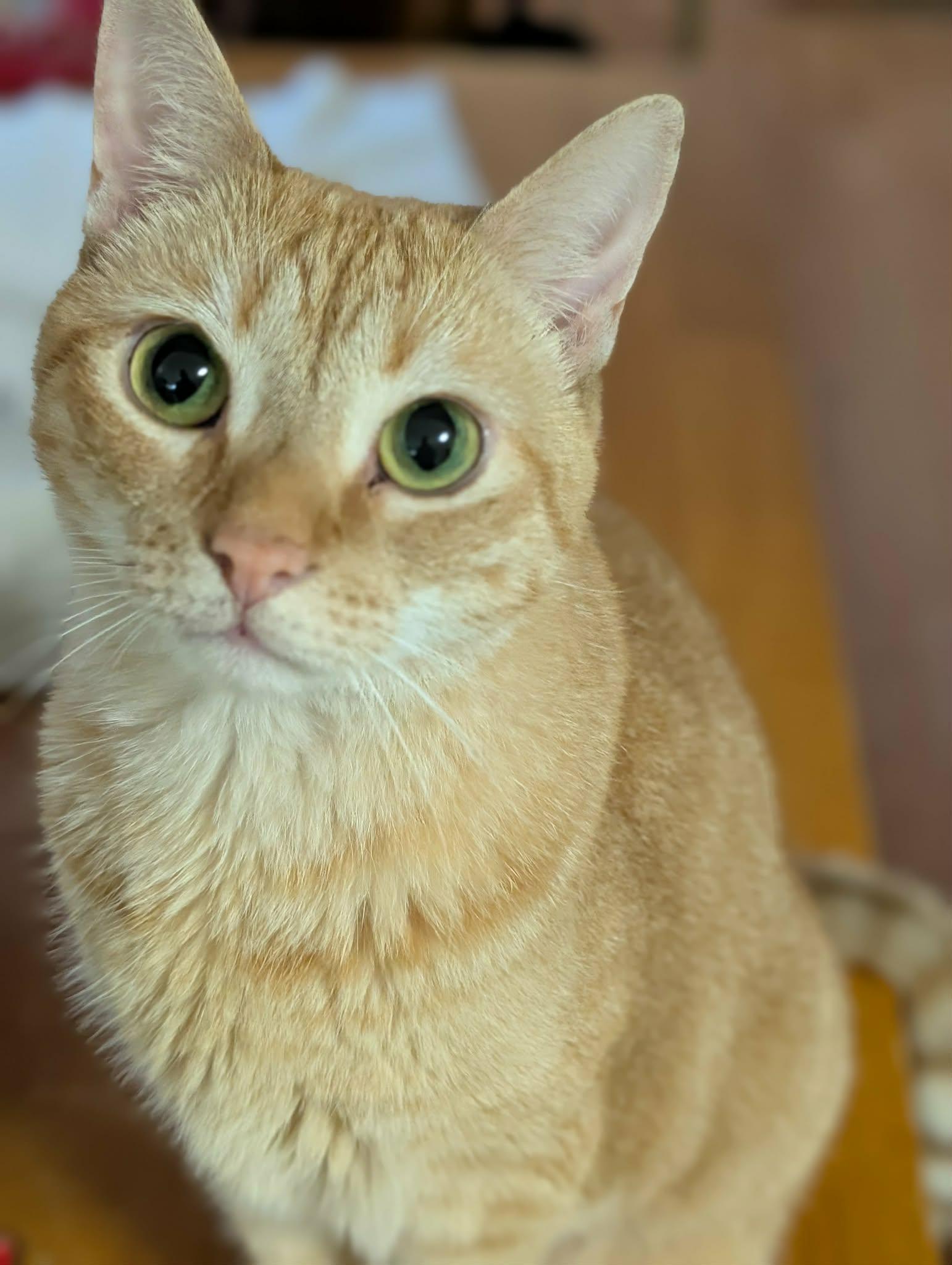 Enlarge Maddie, a Adoptable Domestic Short Hair in Trinity, NC image 4/4