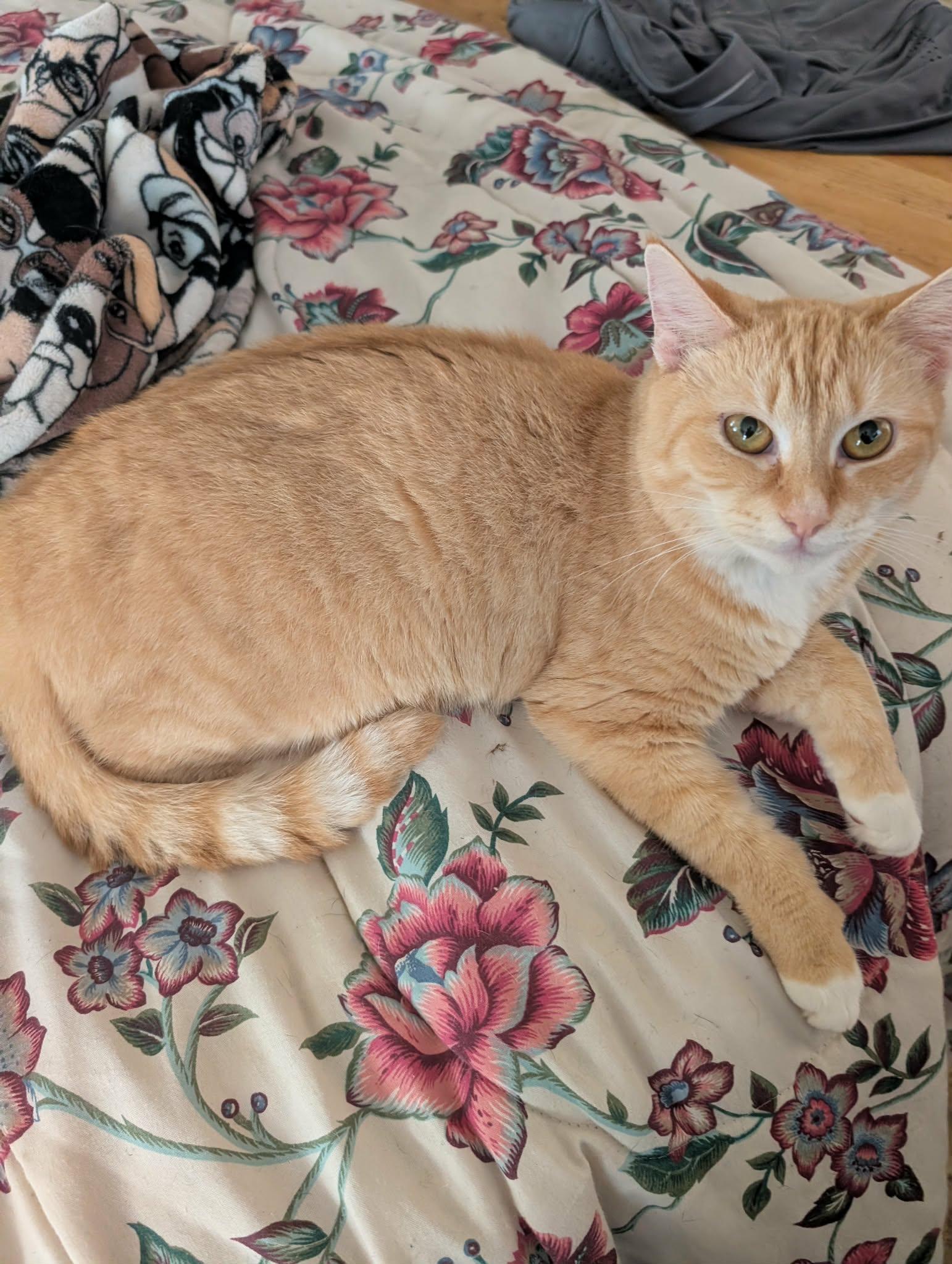 Enlarge Maddie, a Adoptable Domestic Short Hair in Trinity, NC image 3/4