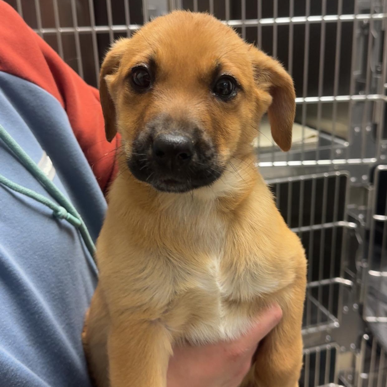 Sunflower, an adopted mixed breed in Dodgeville, WI image 3/3