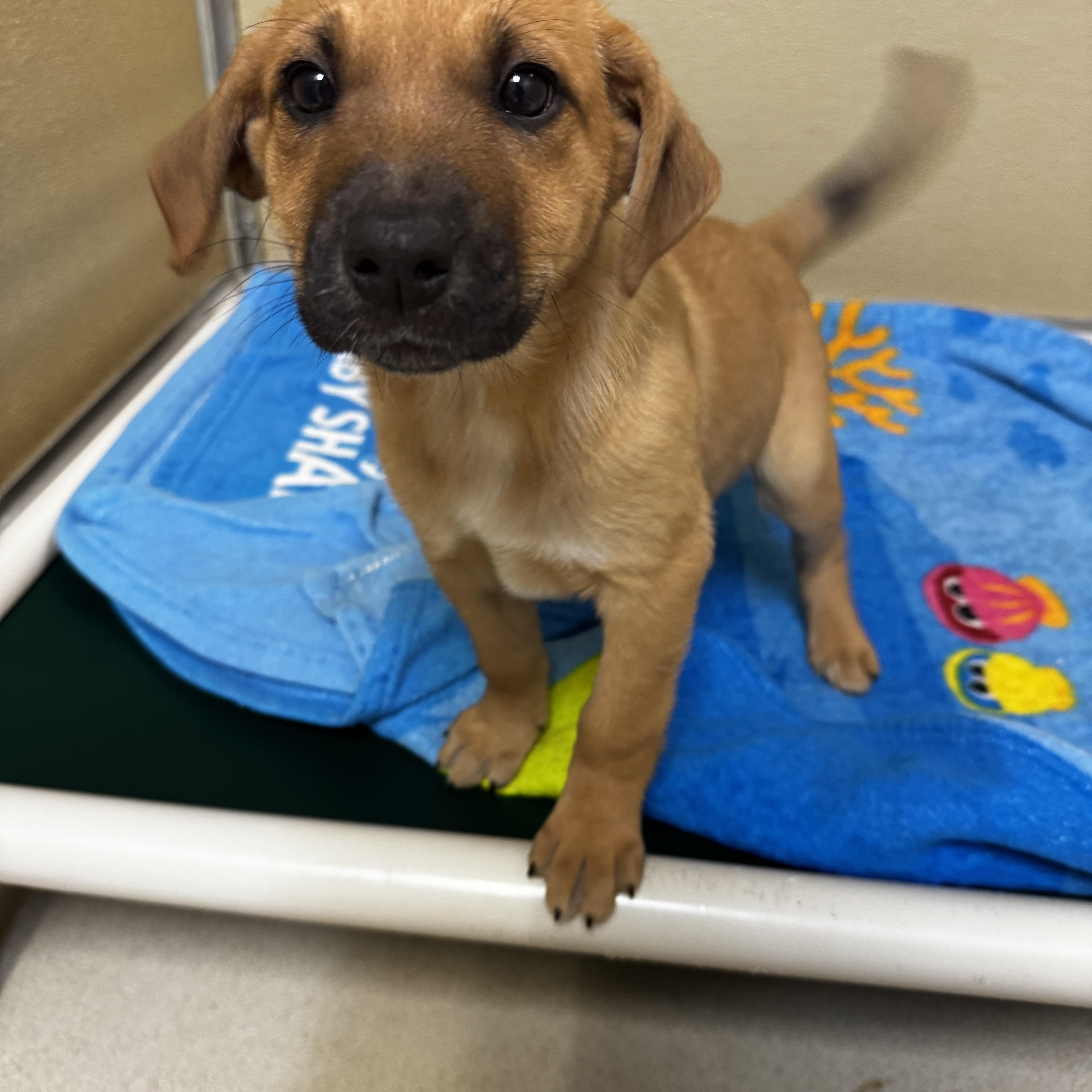 Sunflower, an adopted mixed breed in Dodgeville, WI image 2/3