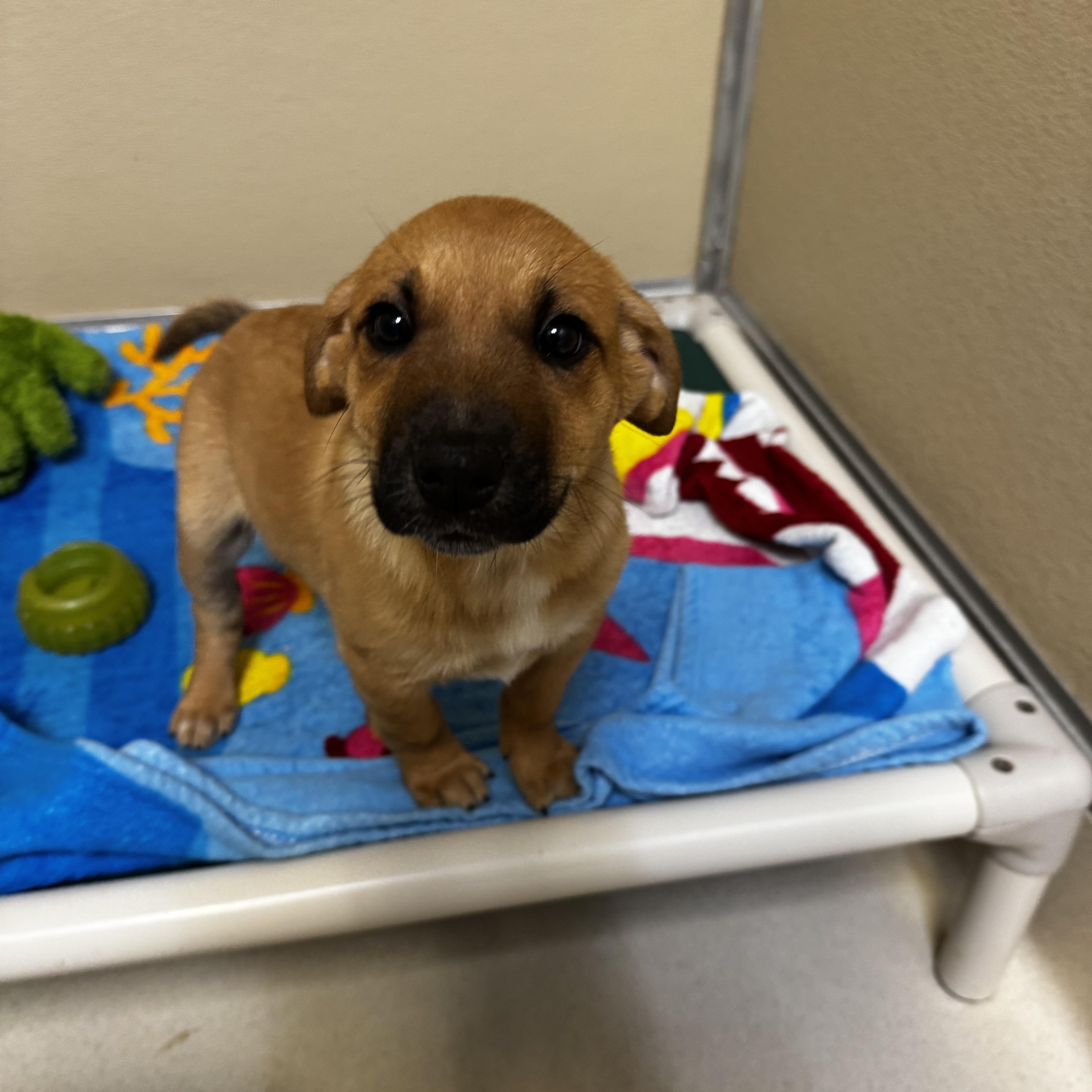 Sunflower, adopted, Puppy Female Labrador Retriever.