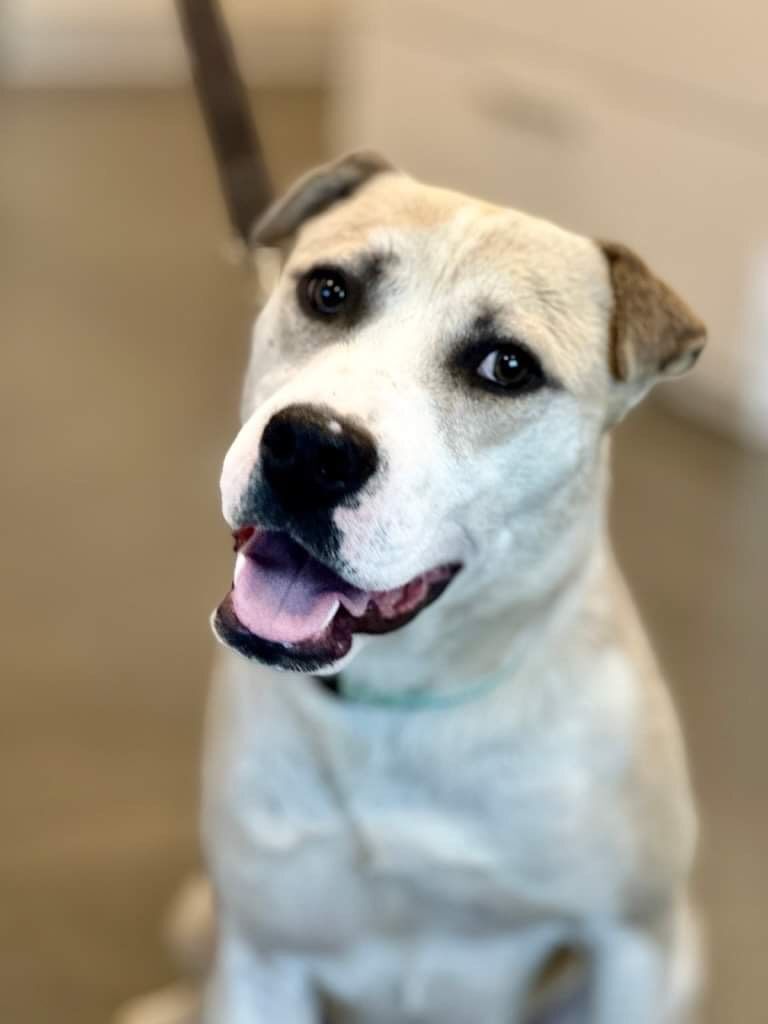 Luke, Adopted, Young Male Shar-Pei & American Staffordshire Terrier.