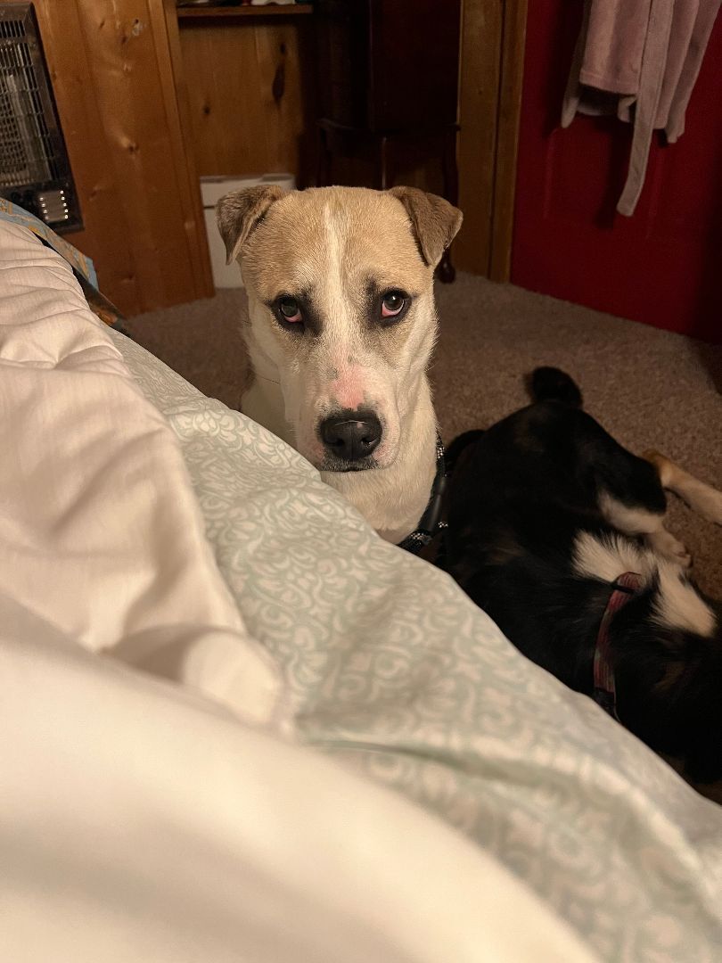 Enlarge Luke, a Adopted mixed breed in La Center, WA image 2/6