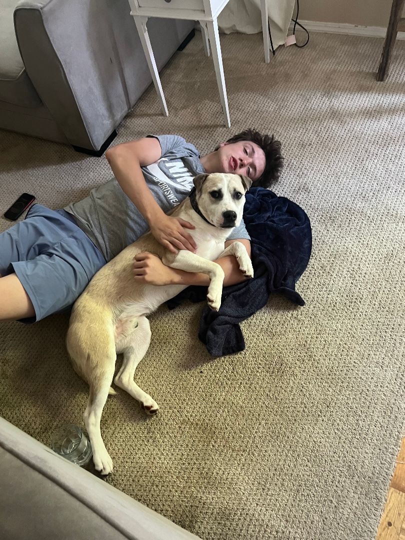 Enlarge Luke, a Adopted mixed breed in La Center, WA image 3/6