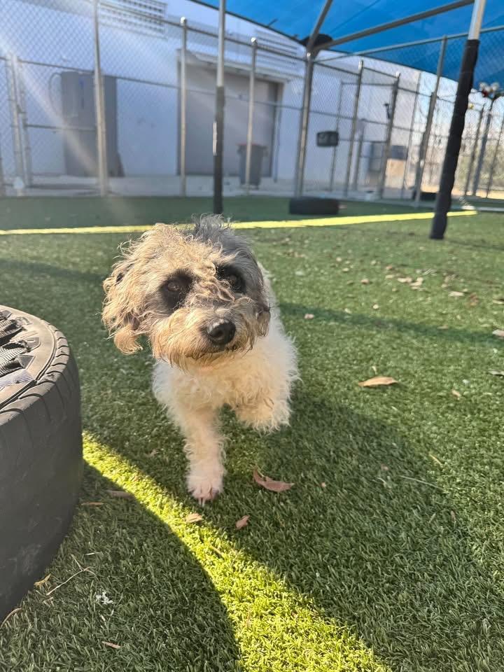 Luna, Adoptable, Adult Female Shih Tzu.