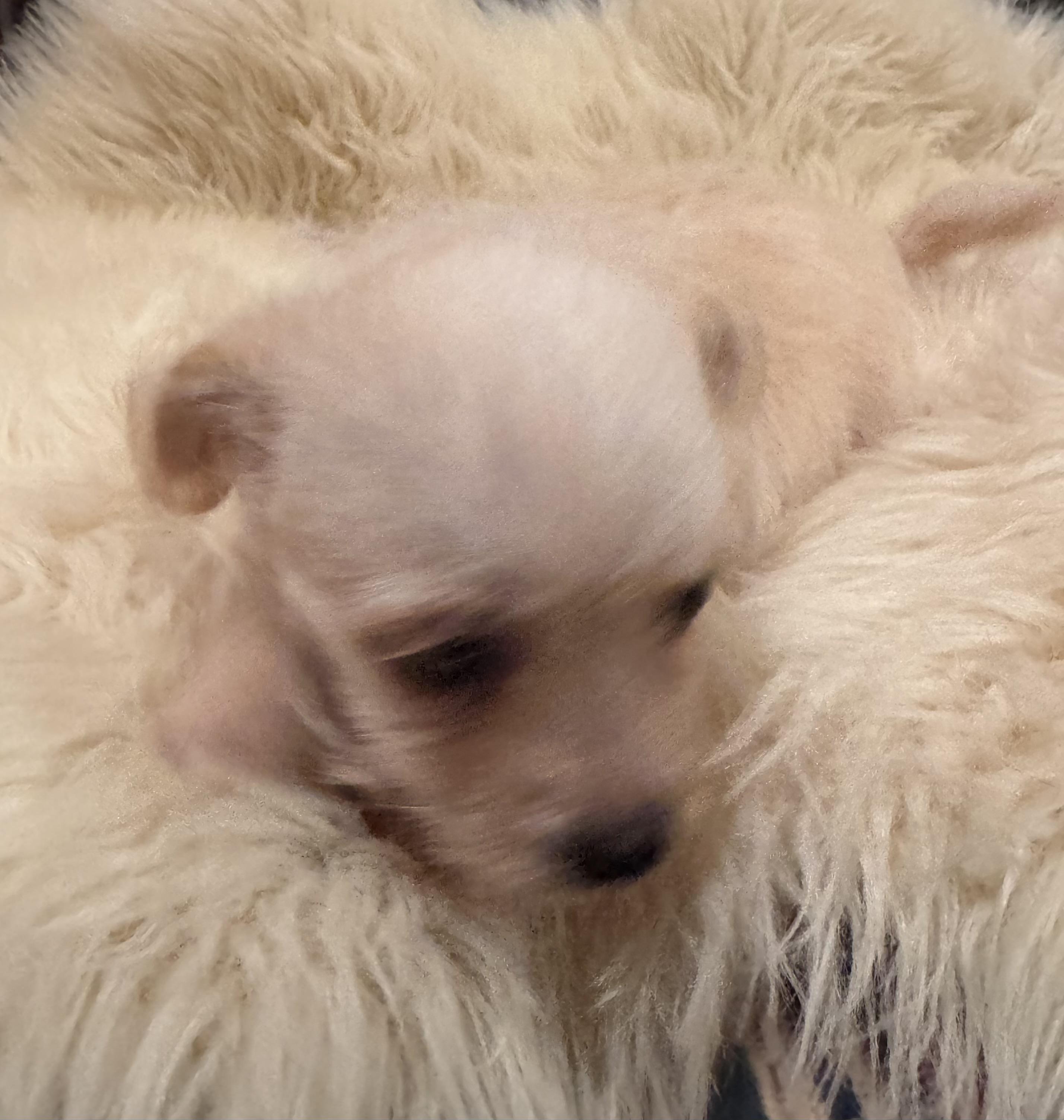 Enlarge Trip, a Adoptable mixed breed in Glenwood City, WI image 4/4