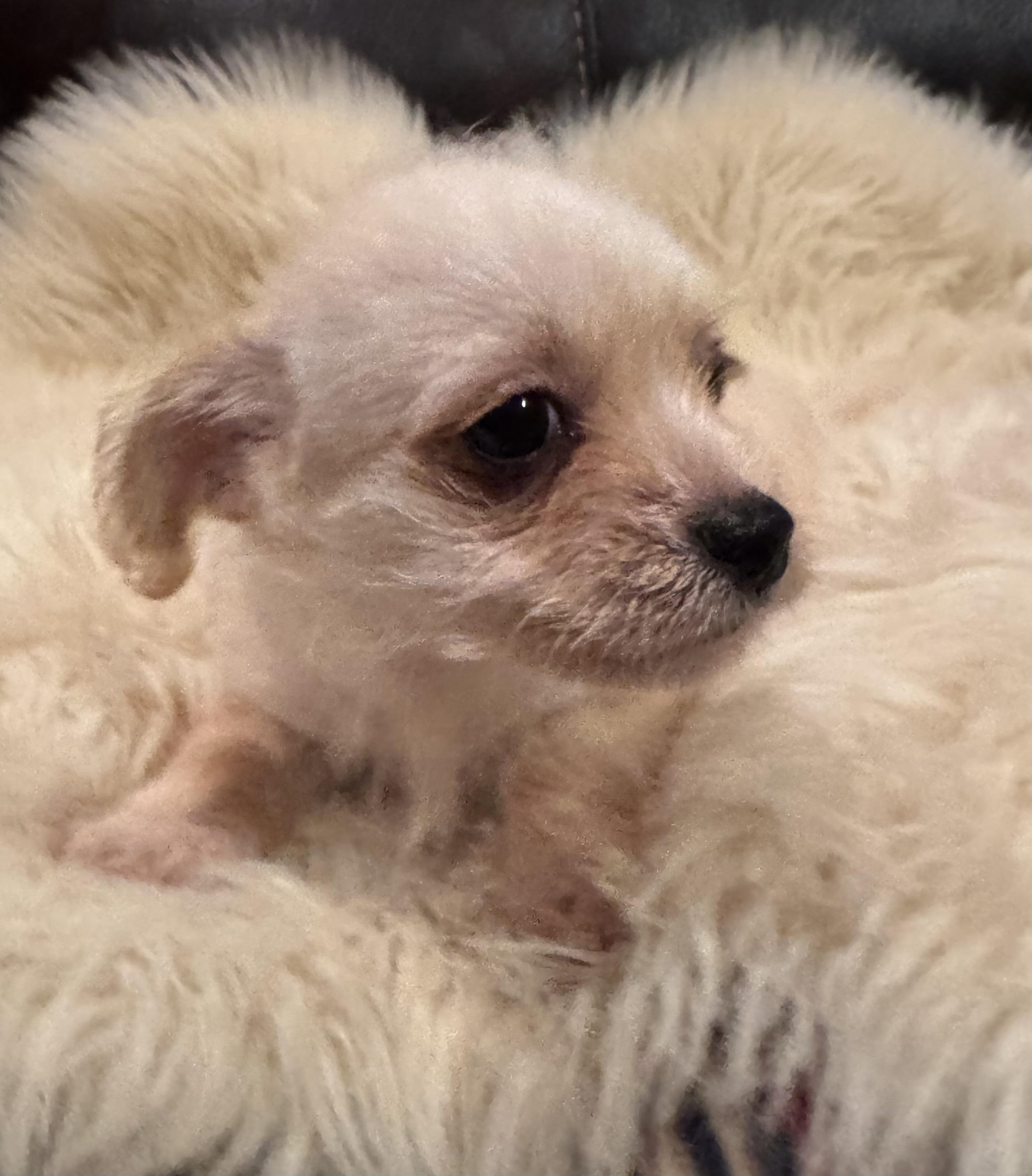 Enlarge Trip, a Adoptable mixed breed in Glenwood City, WI image 2/4