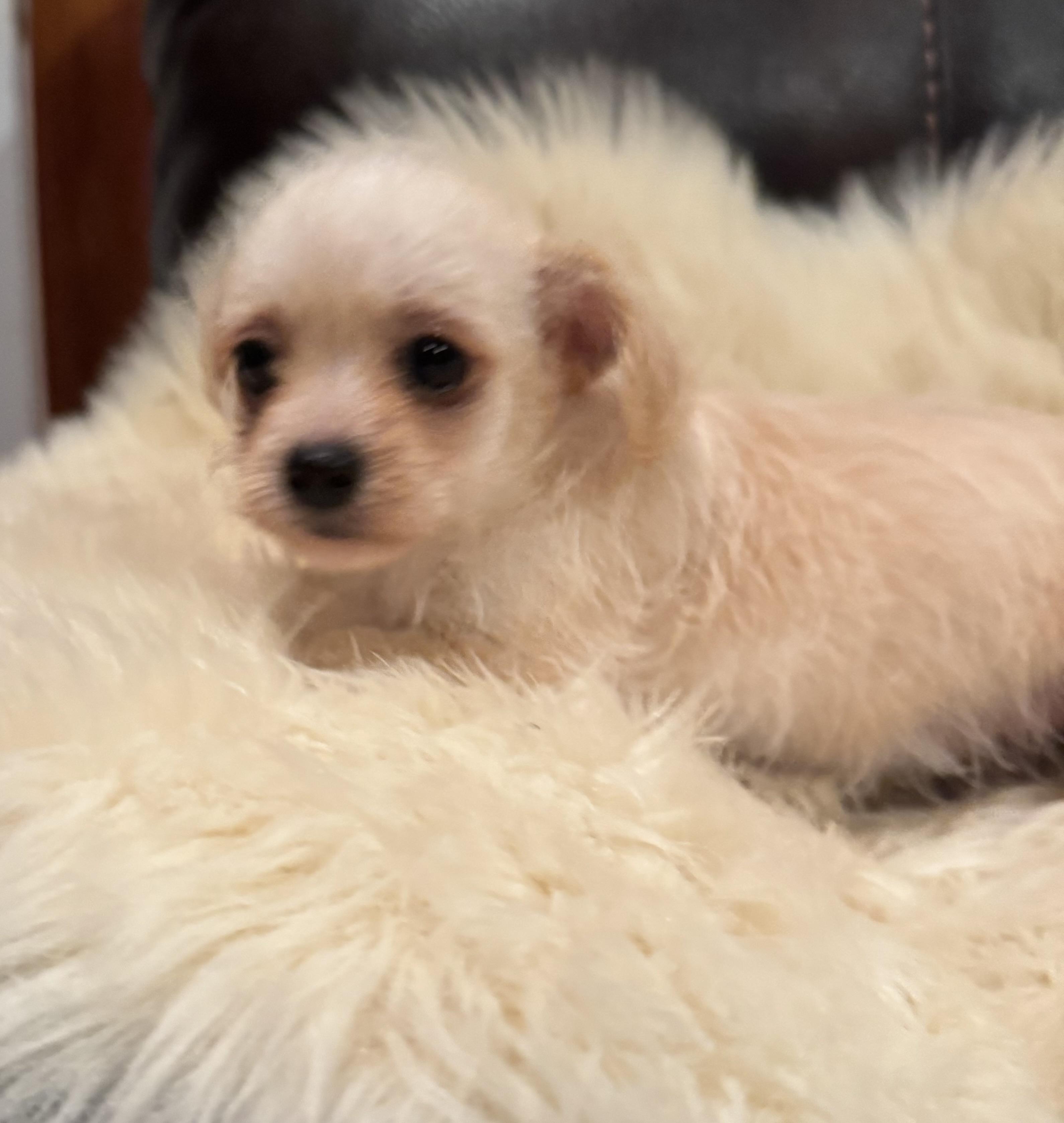 Enlarge Trip, a Adoptable mixed breed in Glenwood City, WI image 1/4