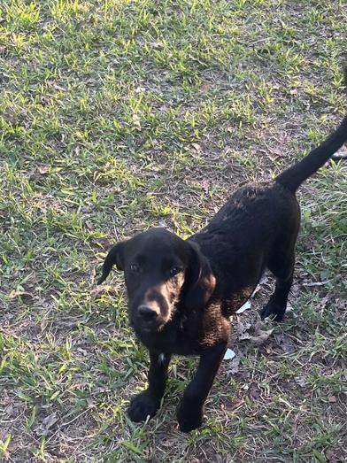 Toothless, an adoptable Labradoodle, Poodle in Liverpool, TX, 77577 | Photo Image 6