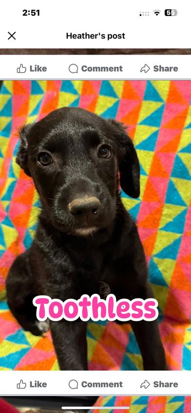 Toothless, an adoptable Labradoodle, Poodle in Liverpool, TX, 77577 | Photo Image 1