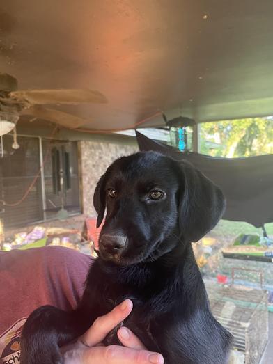 Toothless, an adoptable Labradoodle, Poodle in Liverpool, TX, 77577 | Photo Image 5
