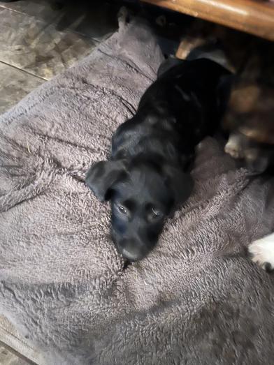 Toothless, an adoptable Labradoodle, Poodle in Liverpool, TX, 77577 | Photo Image 4