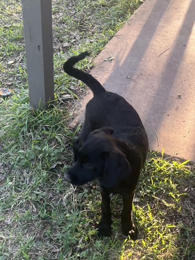 Toothless, an adoptable Labradoodle, Poodle in Liverpool, TX, 77577 | Photo Image 2