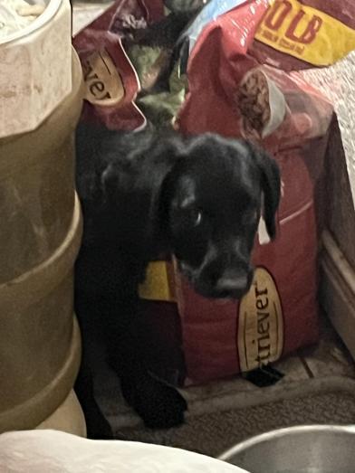 Toothless, an adoptable Labradoodle, Poodle in Liverpool, TX, 77577 | Photo Image 3