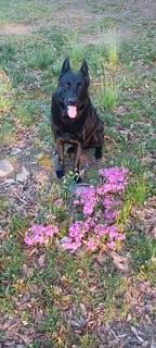 Enlarge Onyx, a Adoptable German Shepherd Dog in Roswell, GA image 3/3