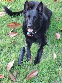 Enlarge Onyx, a Adoptable German Shepherd Dog in Roswell, GA image 2/3