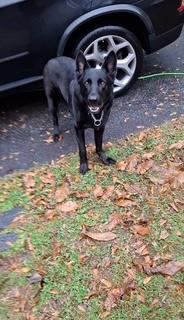 Enlarge Onyx, a Adoptable German Shepherd Dog in Roswell, GA image 1/3