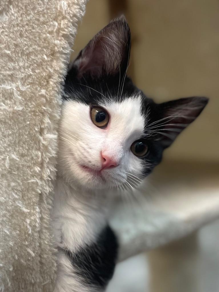 Chili, Adoptable, Kitten Male Domestic Short Hair.