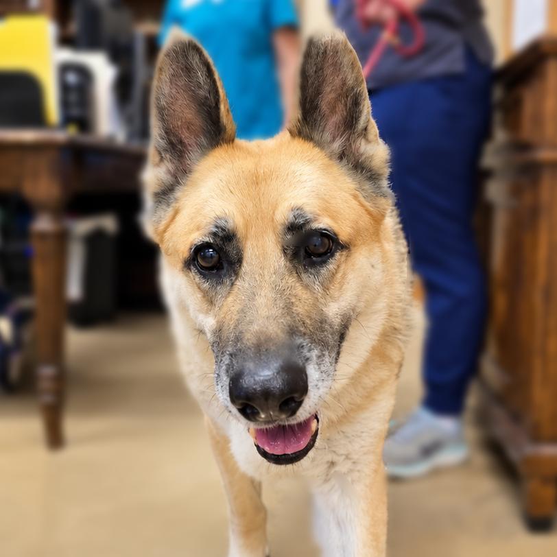 Bobby, Adoptable, Adult Male German Shepherd Dog & Mixed Breed.